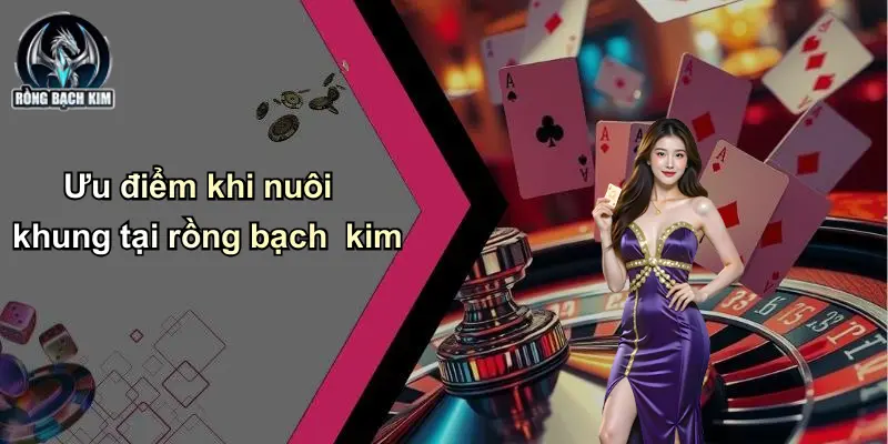 Ưu điểm khi nuôi khung tại rồng bạch kim